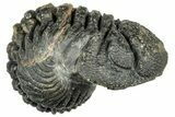 Long, Curled Morocops Trilobite - Morocco #323516-2